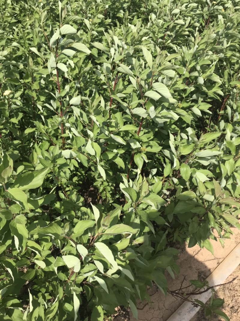 红瑞木苗红马球苗提供发票量大从优包装车