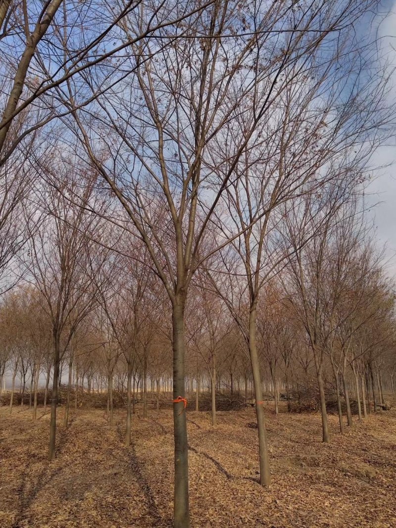 常年供应绿化工程树苗榉树红榉规格齐全