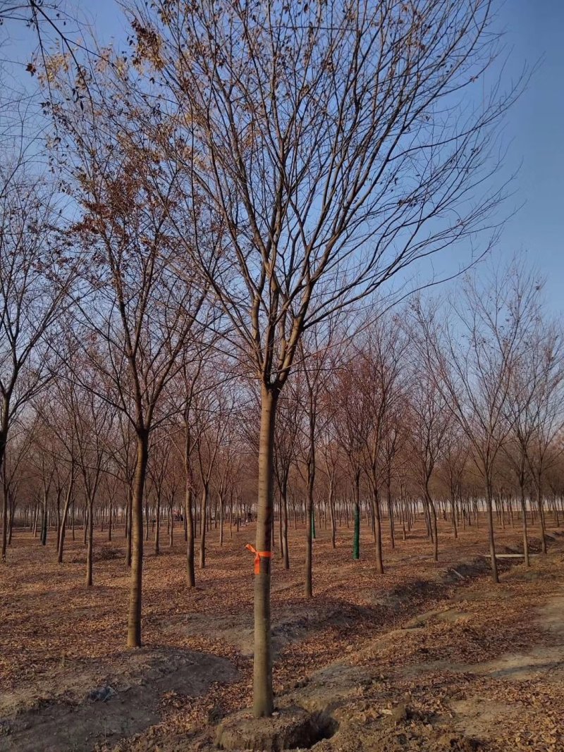 常年供应绿化工程树苗榉树红榉规格齐全
