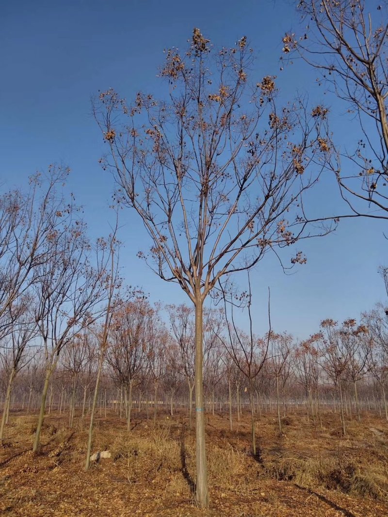 常年供应绿化苗木栾树黄山栾树量大规格齐全