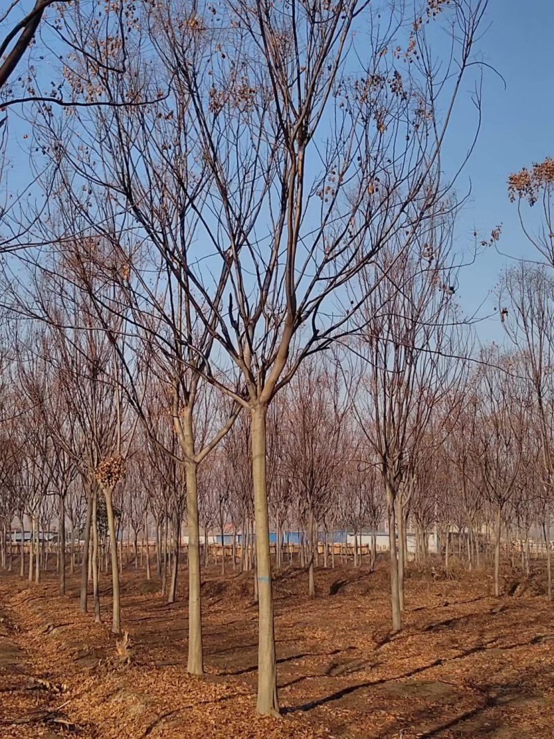 常年供应绿化苗木栾树黄山栾树量大规格齐全
