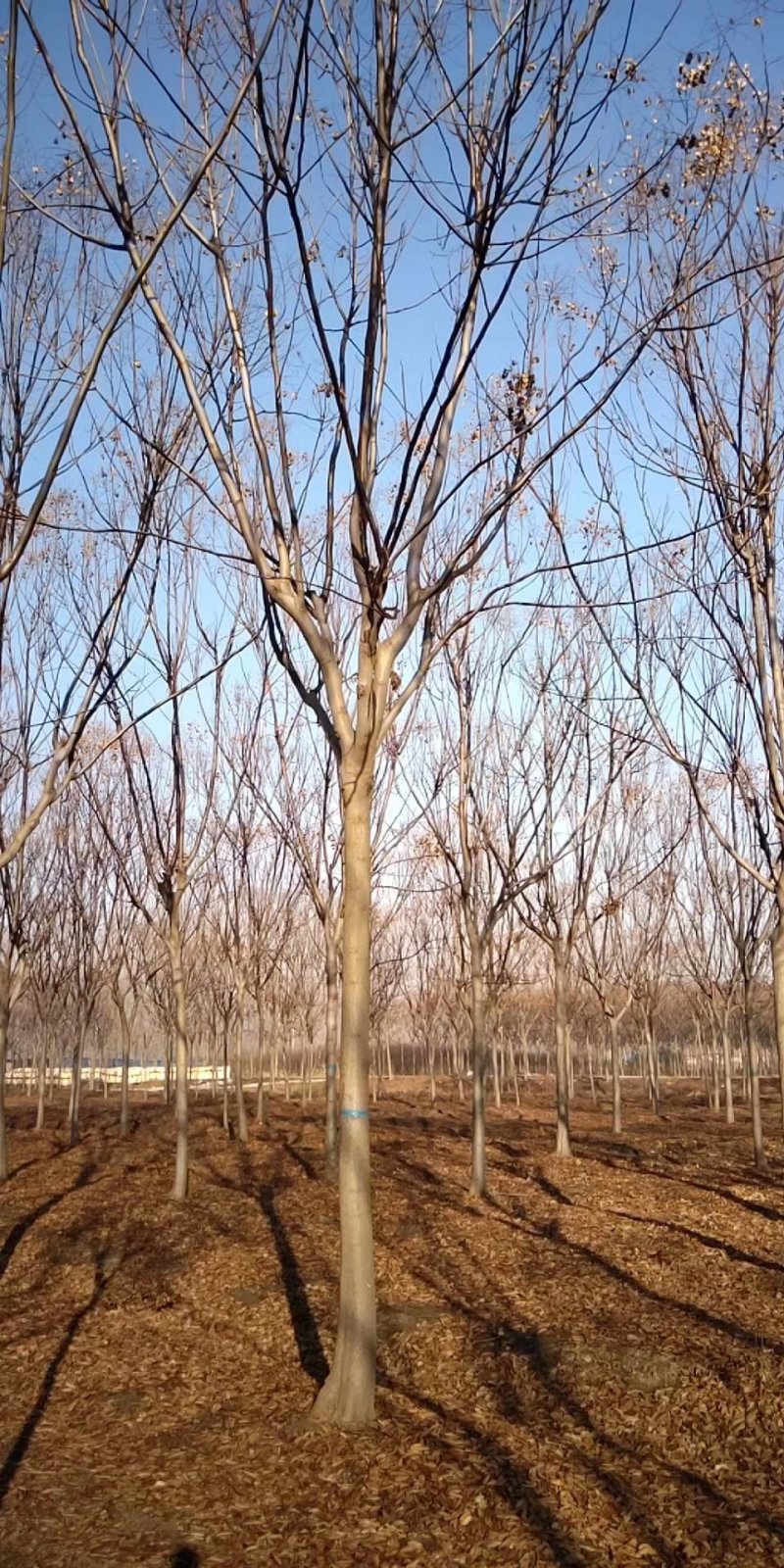 常年供应绿化苗木栾树黄山栾树量大规格齐全