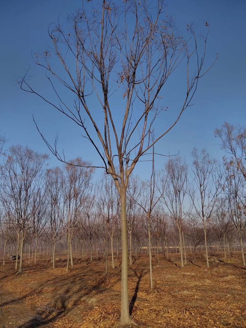 常年供应绿化苗木栾树黄山栾树量大规格齐全