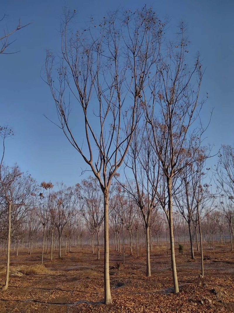 常年供应绿化苗木栾树黄山栾树量大规格齐全