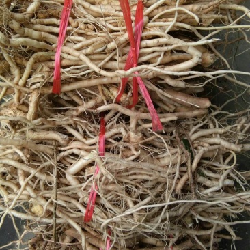 黄花倒水莲，黄花参，倒吊黄