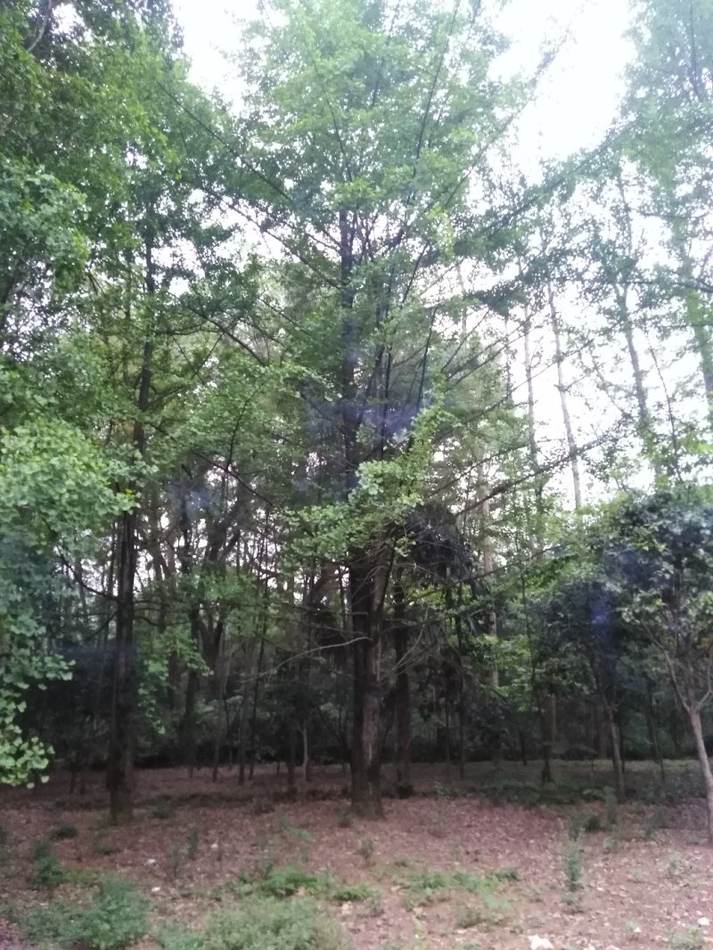 银杏树，银杏基地大量供应各规格工程苗以及苗圃精品！