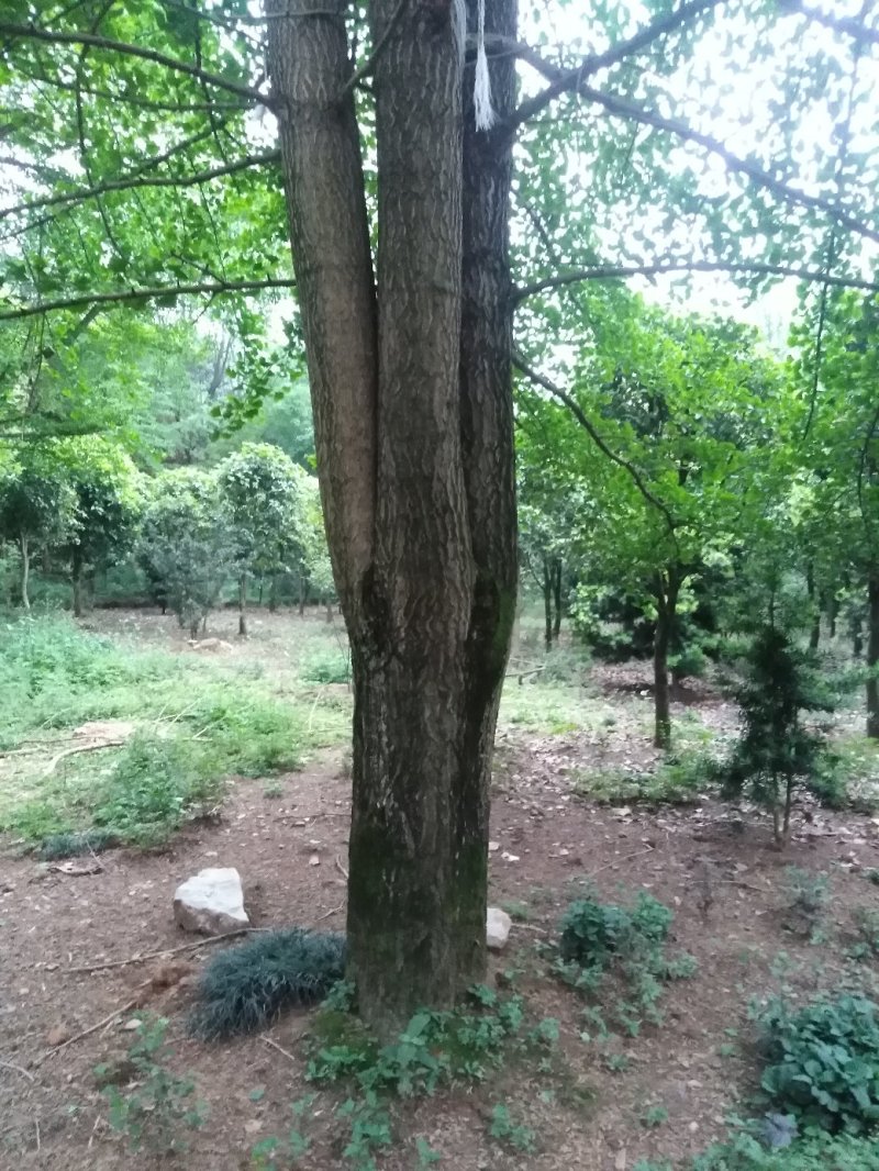 银杏树，银杏基地大量供应各规格工程苗以及苗圃精品！