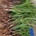 云南野生仙茅仙茅/中药材