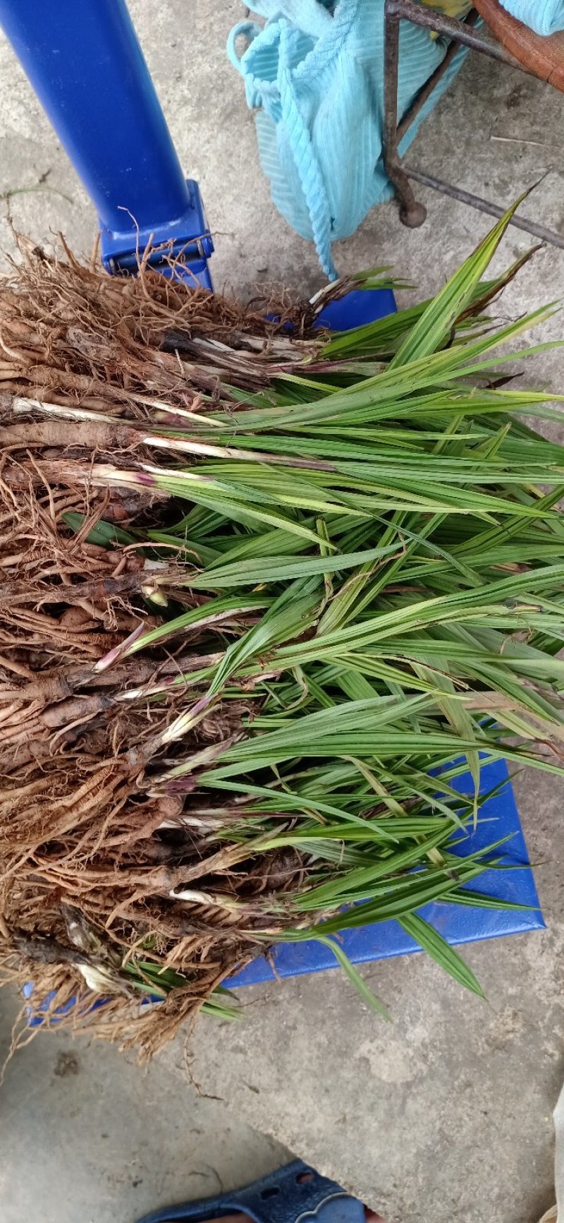 云南野生仙茅仙茅/中药材