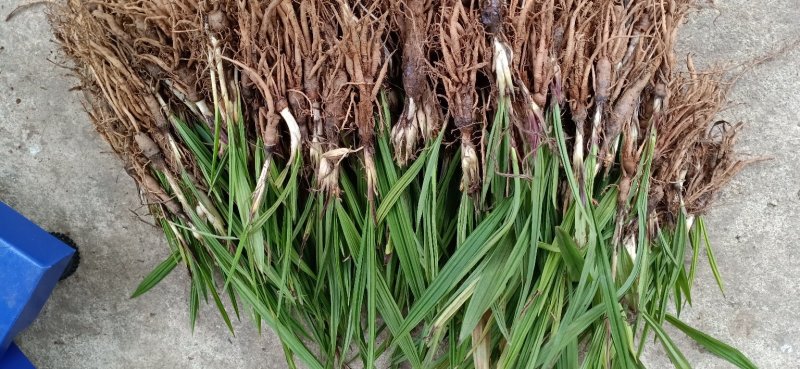 云南野生仙茅仙茅/中药材