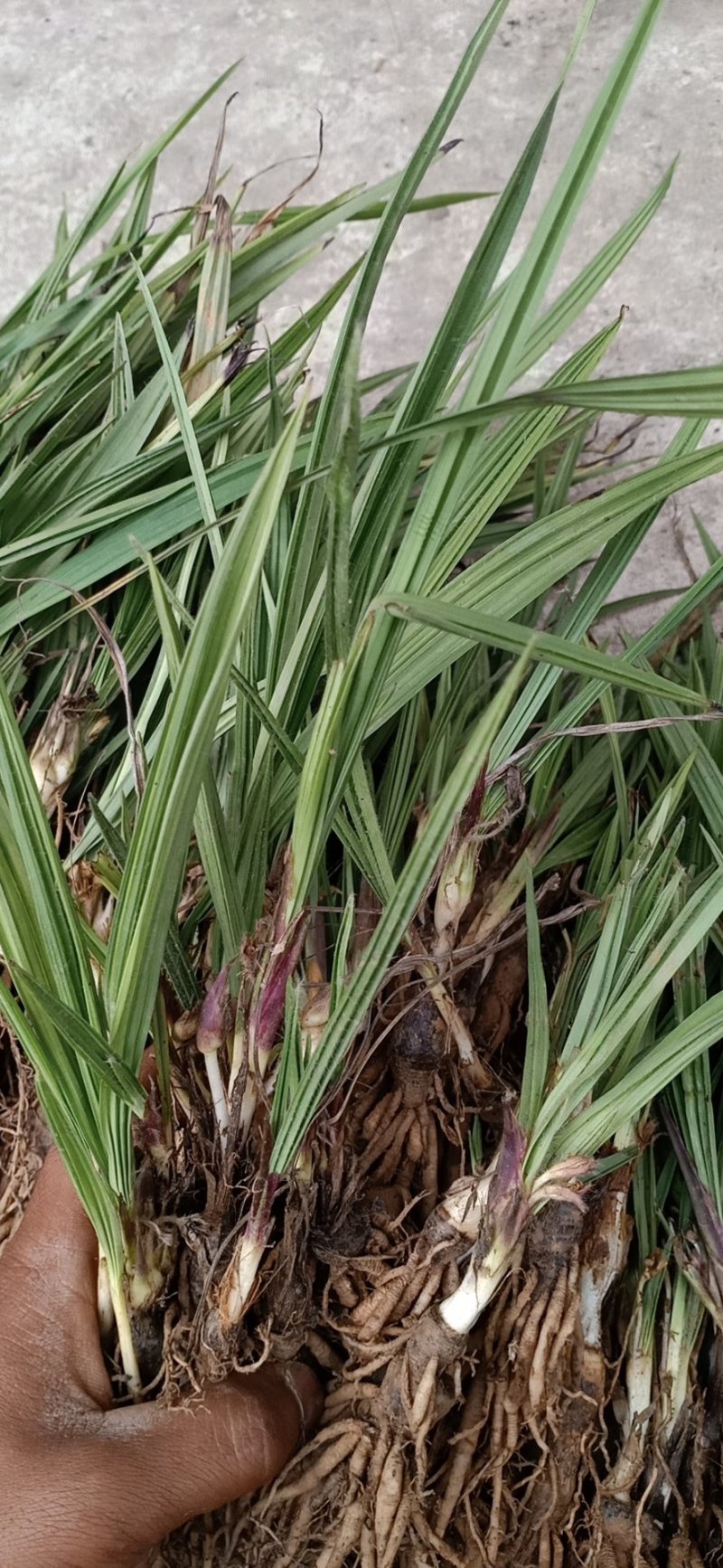 云南野生仙茅仙茅/中药材