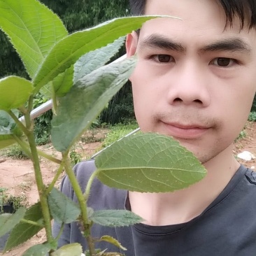 五年老店六百万优质五指毛桃种苗，包技术，包回收！合作共赢