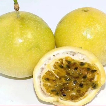 蜂蜜味黄金百香果苗甜度高基地直发量大从优