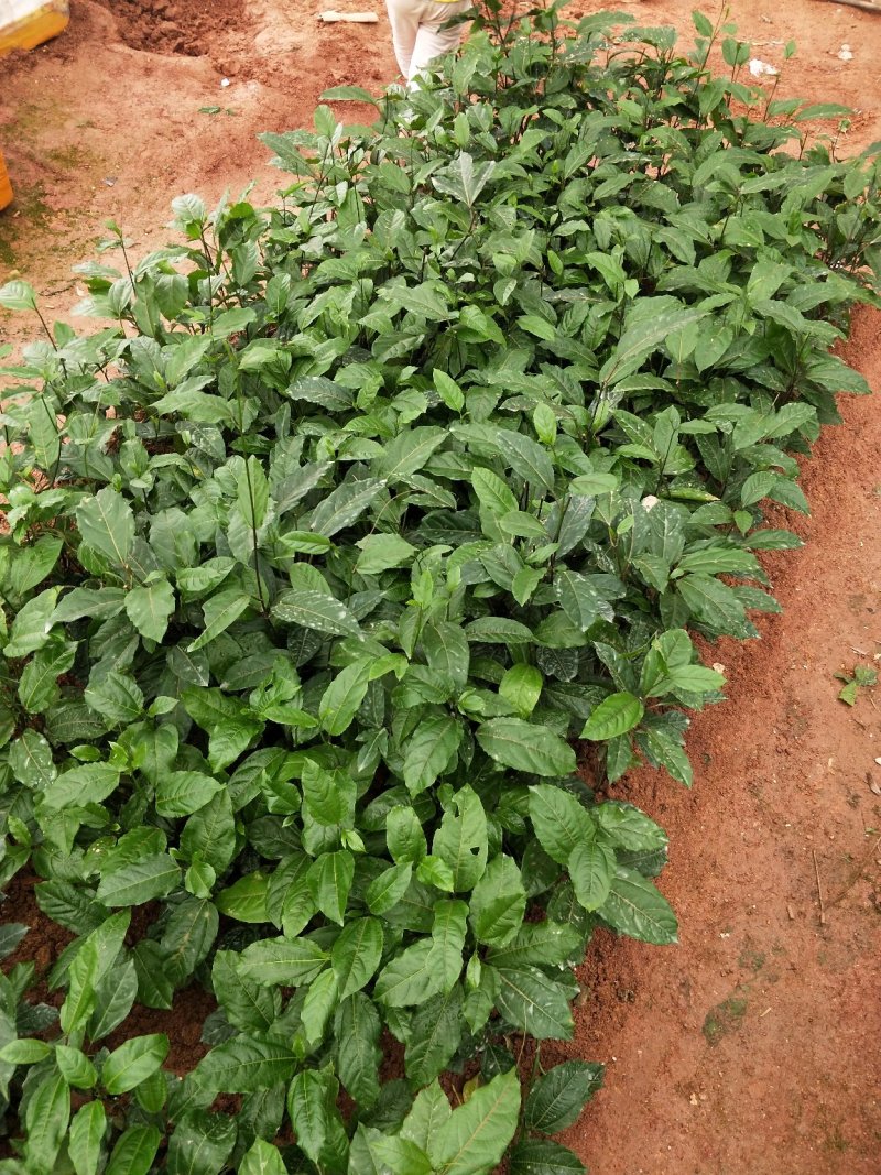 蜂蜜味黄金百香果苗甜度高基地直发量大从优