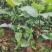 蜂蜜味黄金百香果苗甜度高基地直发量大从优