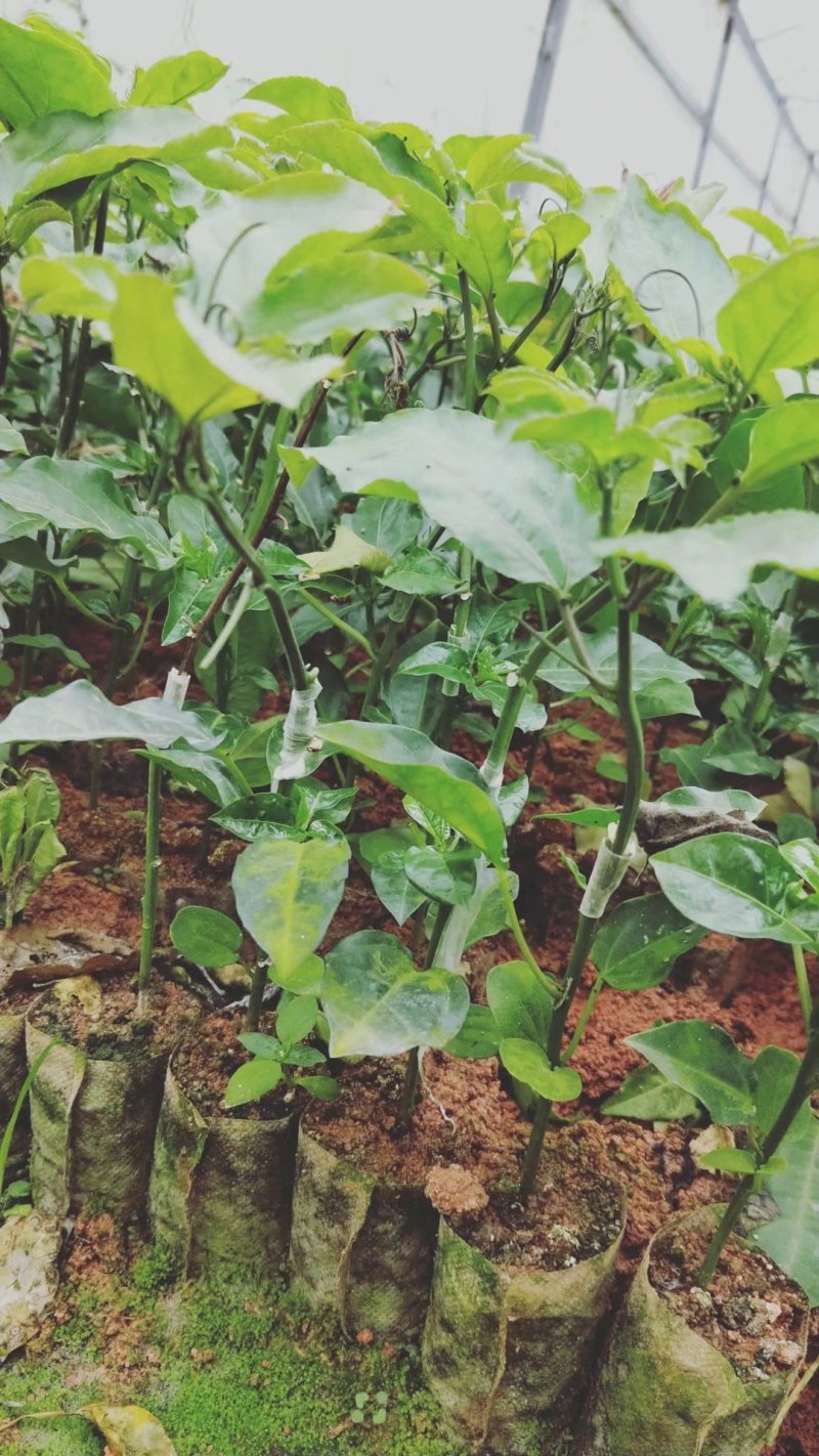 蜂蜜味黄金百香果苗甜度高基地直发量大从优