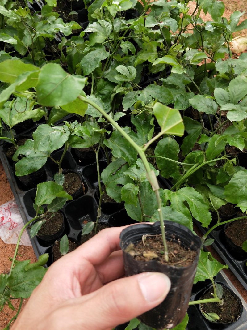 蜂蜜味黄金百香果苗甜度高基地直发量大从优