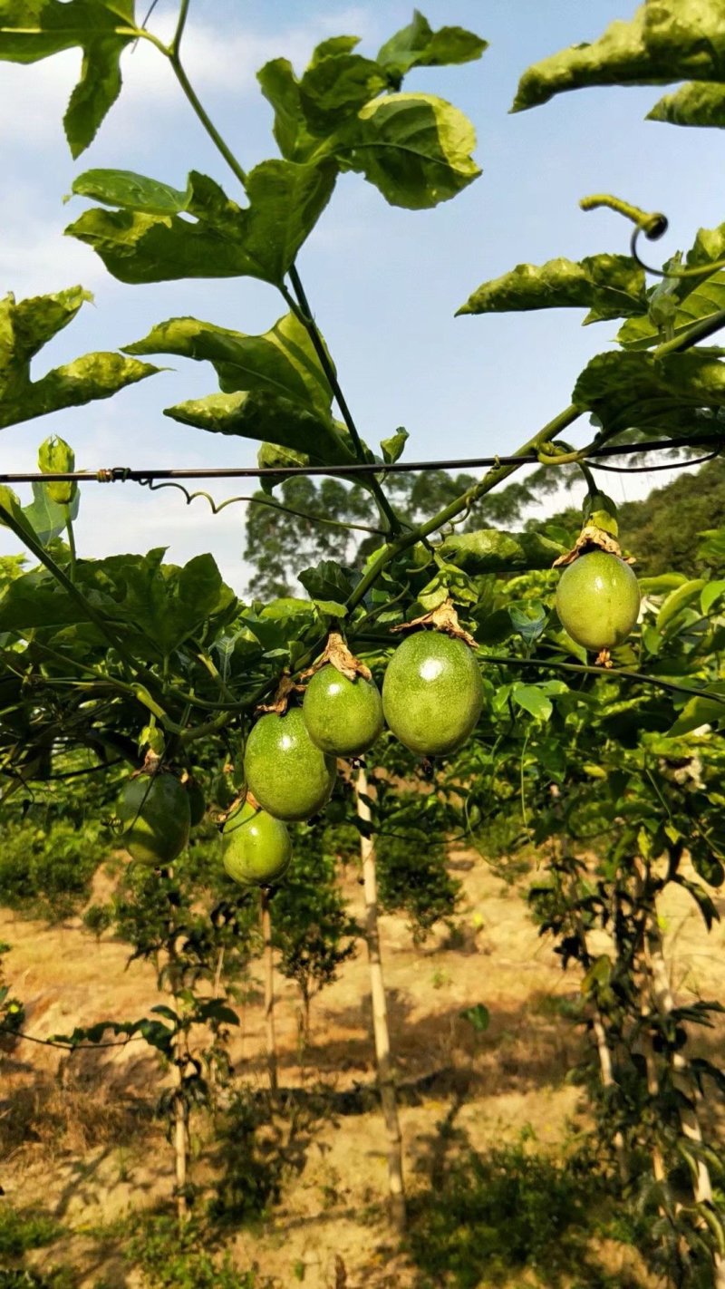 蜂蜜味黄金百香果苗甜度高基地直发量大从优