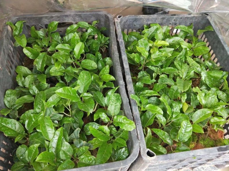 蜂蜜味黄金百香果苗甜度高基地直发量大从优