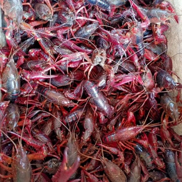 小龙虾