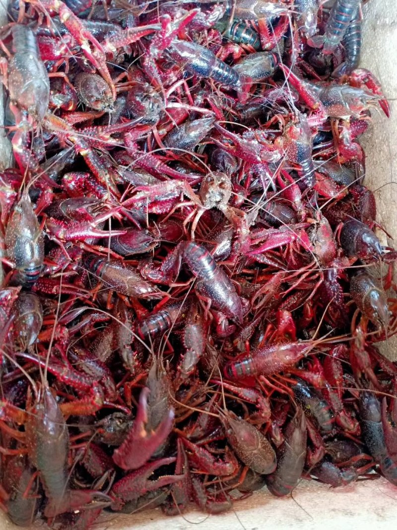 小龙虾