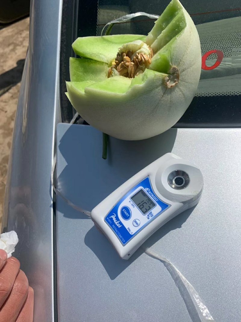 甜瓜玉姑甜瓜冰清玉姑口感纯正果肉糯滑
