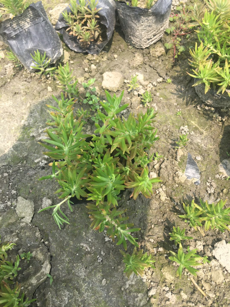 佛甲草四川佛甲草基地成都佛甲草基地佛甲草杯苗
