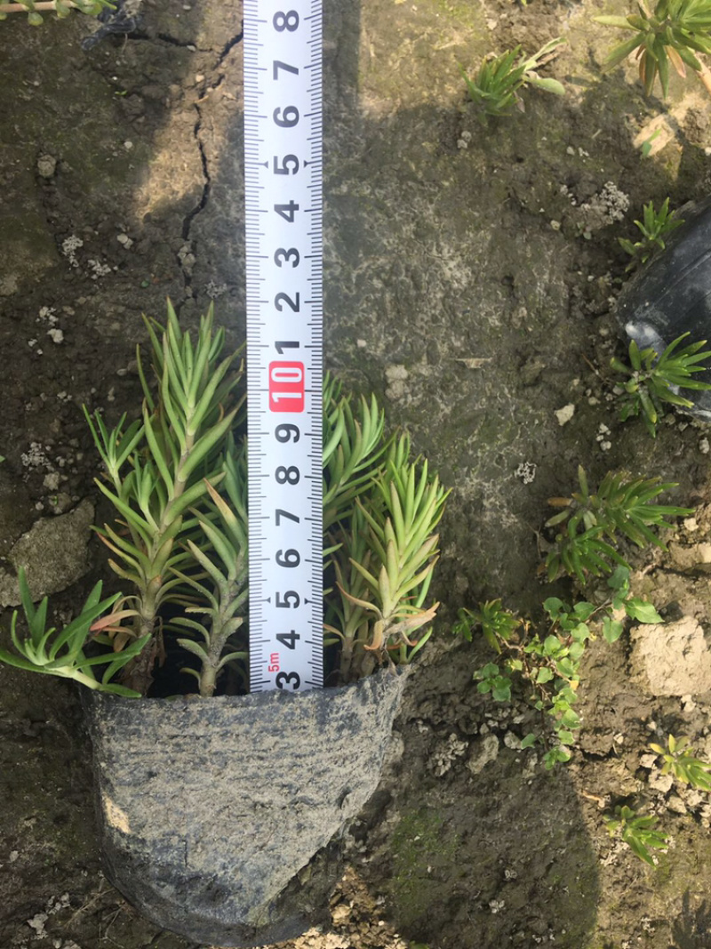 佛甲草四川佛甲草基地成都佛甲草基地佛甲草杯苗