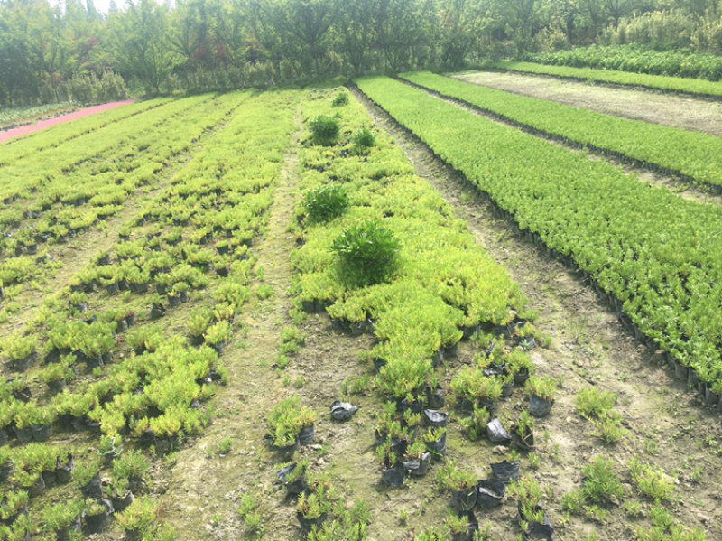 佛甲草四川佛甲草基地成都佛甲草基地佛甲草杯苗