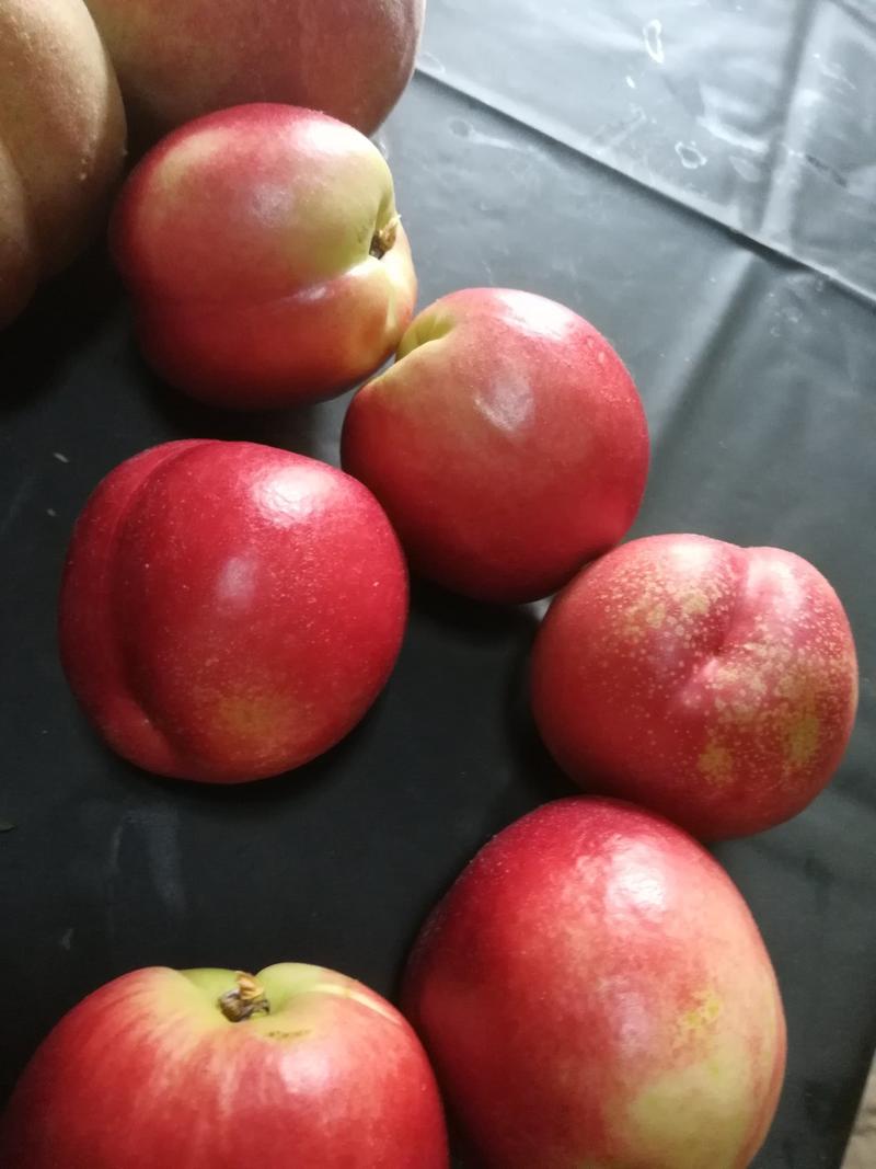 油桃，中油16油桃