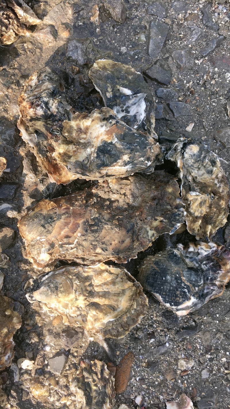 无沙生蚝，各种规格，肥度饱满，码头批发不零售