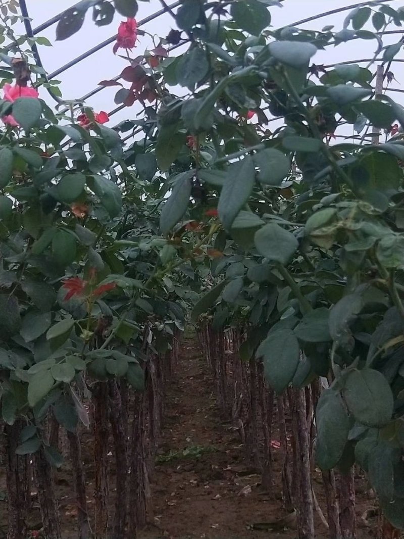 城固县铭皓农民专业合作社，树状月季，盆景月季，盆景奇石