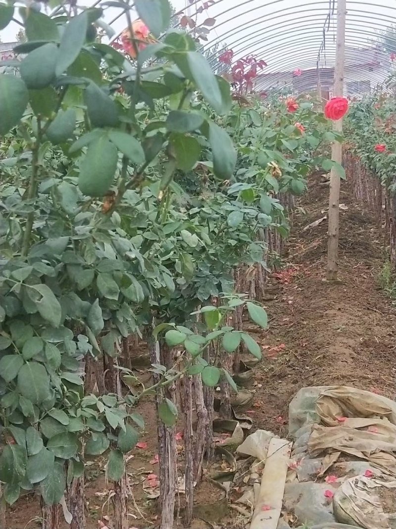 城固县铭皓农民专业合作社，树状月季，盆景月季，盆景奇石