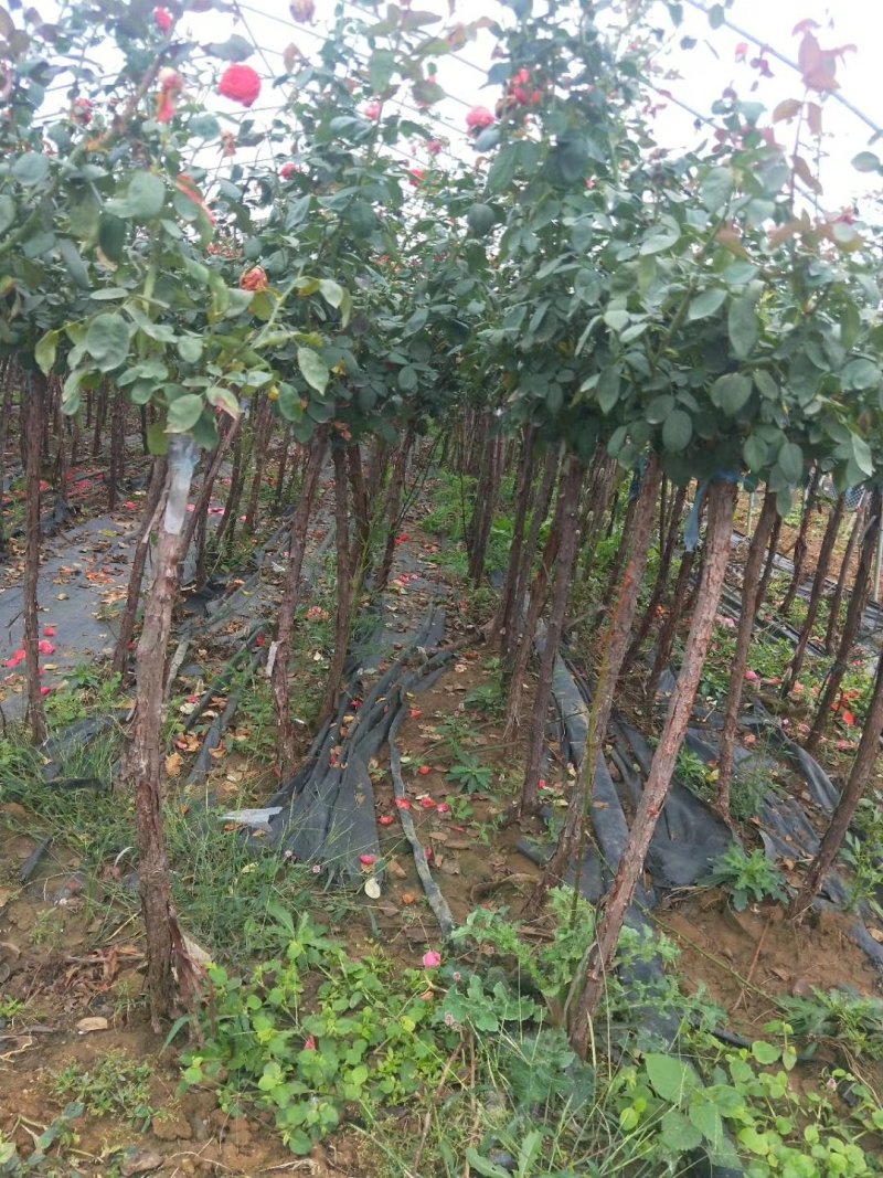 城固县铭皓农民专业合作社，树状月季，盆景月季，盆景奇石