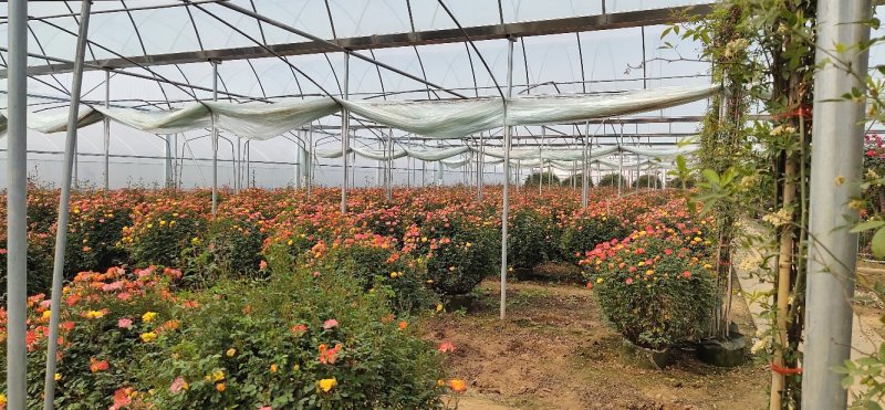 月季花球球形月季花