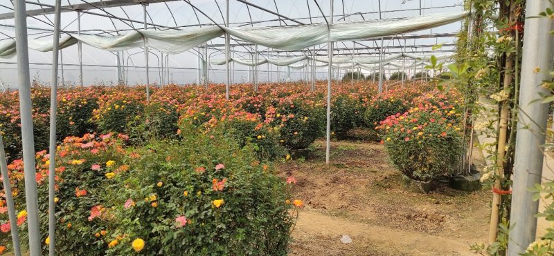 月季花球球形月季花