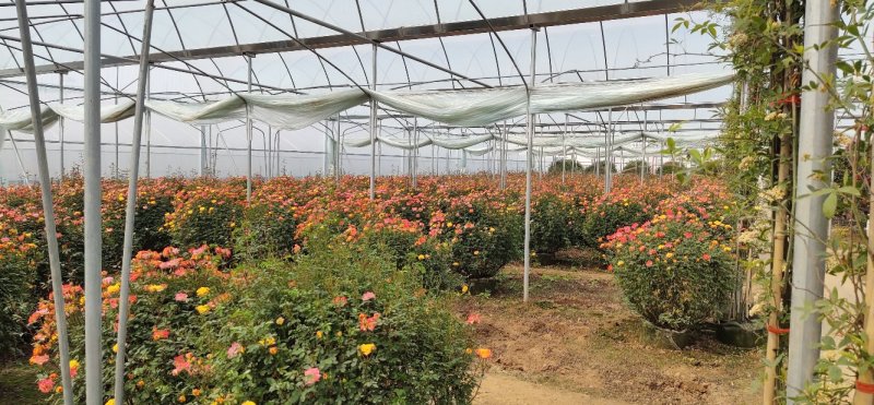 月季花球球形月季花