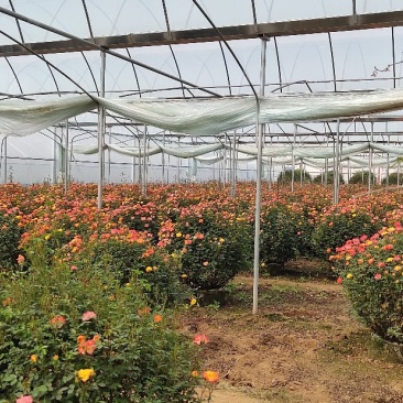月季花球球形月季花