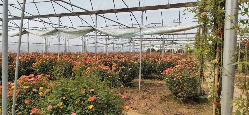 月季花球球形月季花