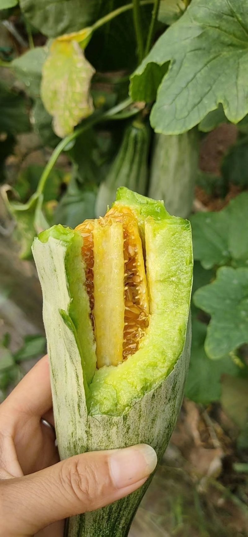 山东潍坊羊角蜜甜瓜，甘甜无渣，货源充足，对接批发市场电商