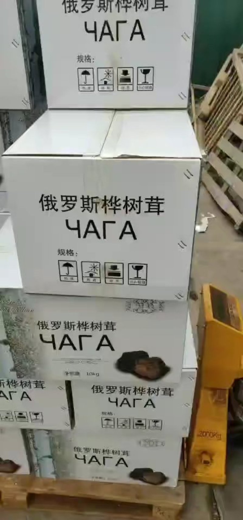 精切桦树茸