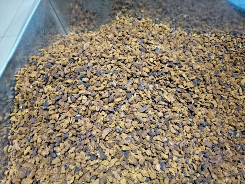 精切桦树茸