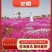 芝樱丛生福禄考草坪花海大量批发