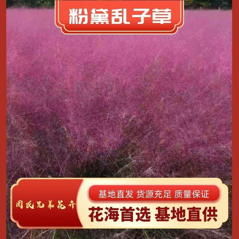 粉黛乱子草乱子草花海基地直供欢迎选购