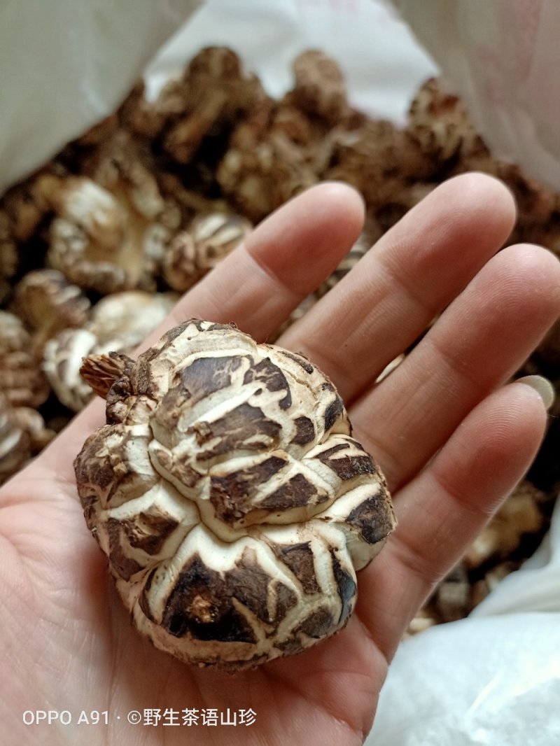 今年新货上市的桦梨树小花菇香菇椴木肉菇，新鲜干货