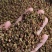 新货大青稞花椒打粉专用味道特香大量供应支持【线上交易】
