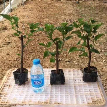 三角梅培育袋小苗花农直销基地一手货源质量保障欢迎来场选购