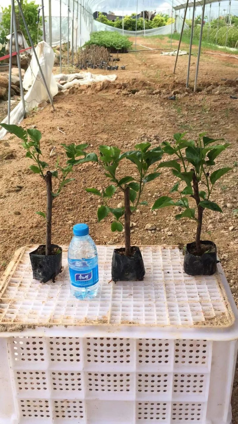 三角梅培育袋小苗花农直销基地一手货源质量保障欢迎来场选购