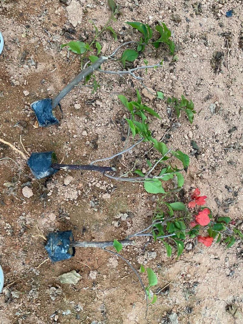 三角梅培育袋小苗花农直销基地一手货源质量保障欢迎来场选购