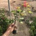 三角梅培育袋小苗花农直销基地一手货源质量保障欢迎来场选购